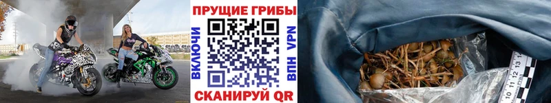 shop телеграм  Октябрьский  Псилоцибиновые грибы Cubensis 